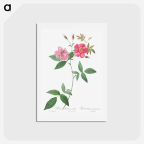 アートポストカード-Hudson Rosehip with Climbing Stems, Rosa Hudsoniana Scandens - ピエール ジョゼフ ルドゥーテ Postcard.