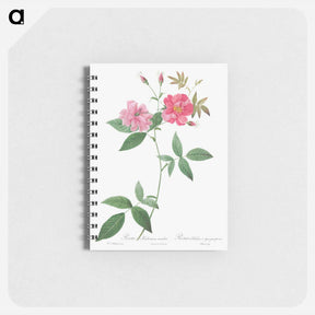 アートメモ帳-Hudson Rosehip with Climbing Stems, Rosa Hudsoniana Scandens - ピエール ジョゼフ ルドゥーテ Memo.