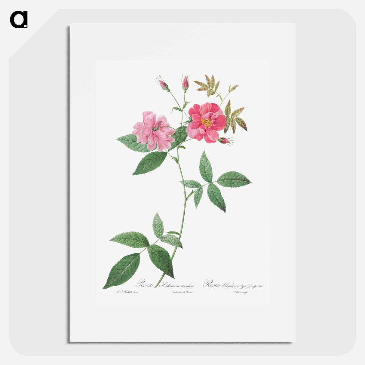 Hudson Rosehip with Climbing Stems, Rosa Hudsoniana Scandens - ピエール ジョゼフ ルドゥーテ Poster.