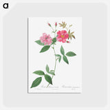 アートポストカード-Hudson Rosehip with Climbing Stems, Rosa Hudsoniana Scandens - ピエール ジョゼフ ルドゥーテ Postcard.