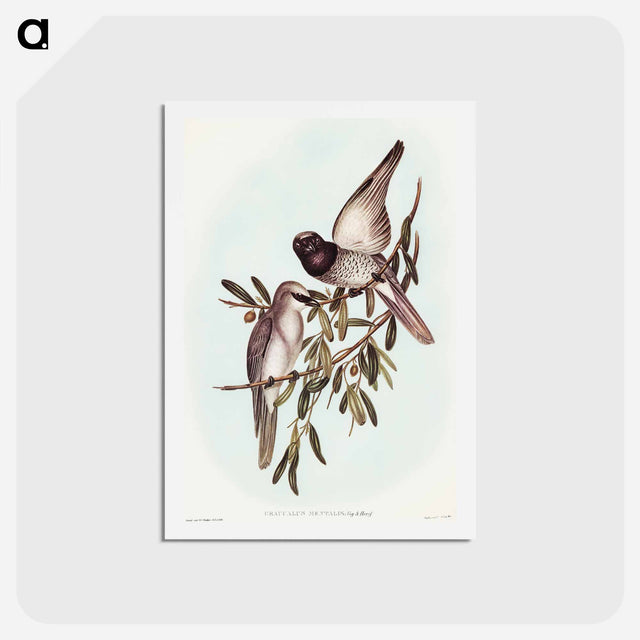アートポストカード-Varied Graucalus
 - オーストラリアの鳥 Postcard.