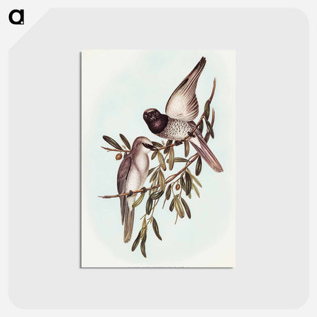 アートポストカード-Varied Graucalus
 - オーストラリアの鳥 Postcard.