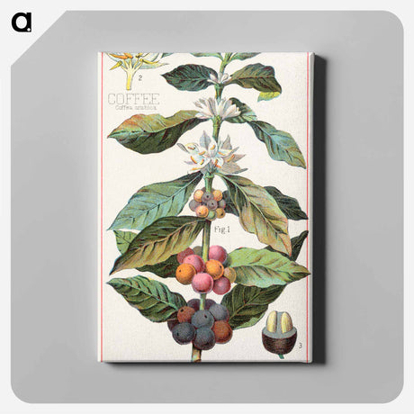 アートパネル-Coffee, Coffea Arabica
 - ボストン公共図書館 Canvas.