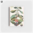 アートメモ帳-Coffee, Coffea Arabica
 - ボストン公共図書館 Memo.