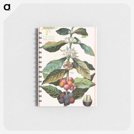 アートメモ帳-Coffee, Coffea Arabica
 - ボストン公共図書館 Memo.