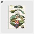 アートポストカード-Coffee, Coffea Arabica
 - ボストン公共図書館 Postcard.