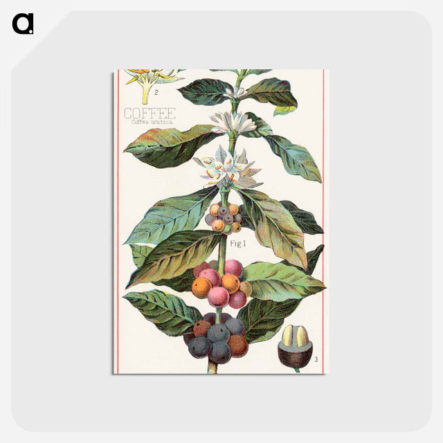 アートポストカード-Coffee, Coffea Arabica
 - ボストン公共図書館 Postcard.