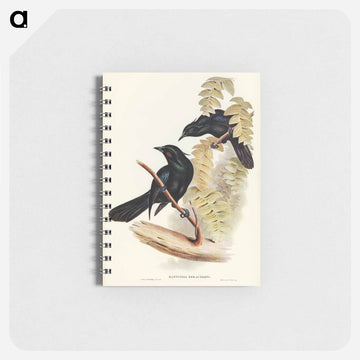 Keraudren's Crow-Shrike
 - ジョン グールド Memo.