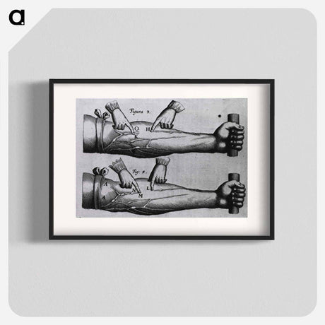 アートポスター-Circulation of the Blood
 - 国立医学図書館 Poster.