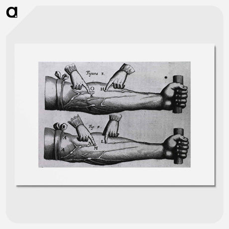 アートポスター-Circulation of the Blood
 - 国立医学図書館 Poster.