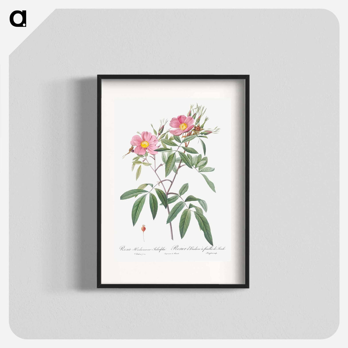 Swamp Rose - Pierre Joseph Redouté Poster.