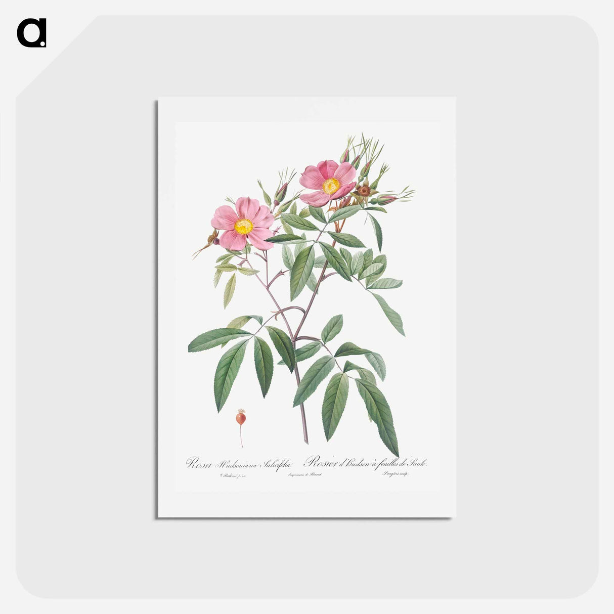 アートポストカード-Swamp Rose - ピエール ジョゼフ ルドゥーテ Postcard.