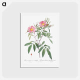 アートポストカード-Swamp Rose - ピエール ジョゼフ ルドゥーテ Postcard.