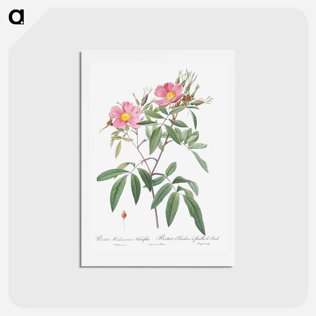 アートポストカード-Swamp Rose - ピエール ジョゼフ ルドゥーテ Postcard.