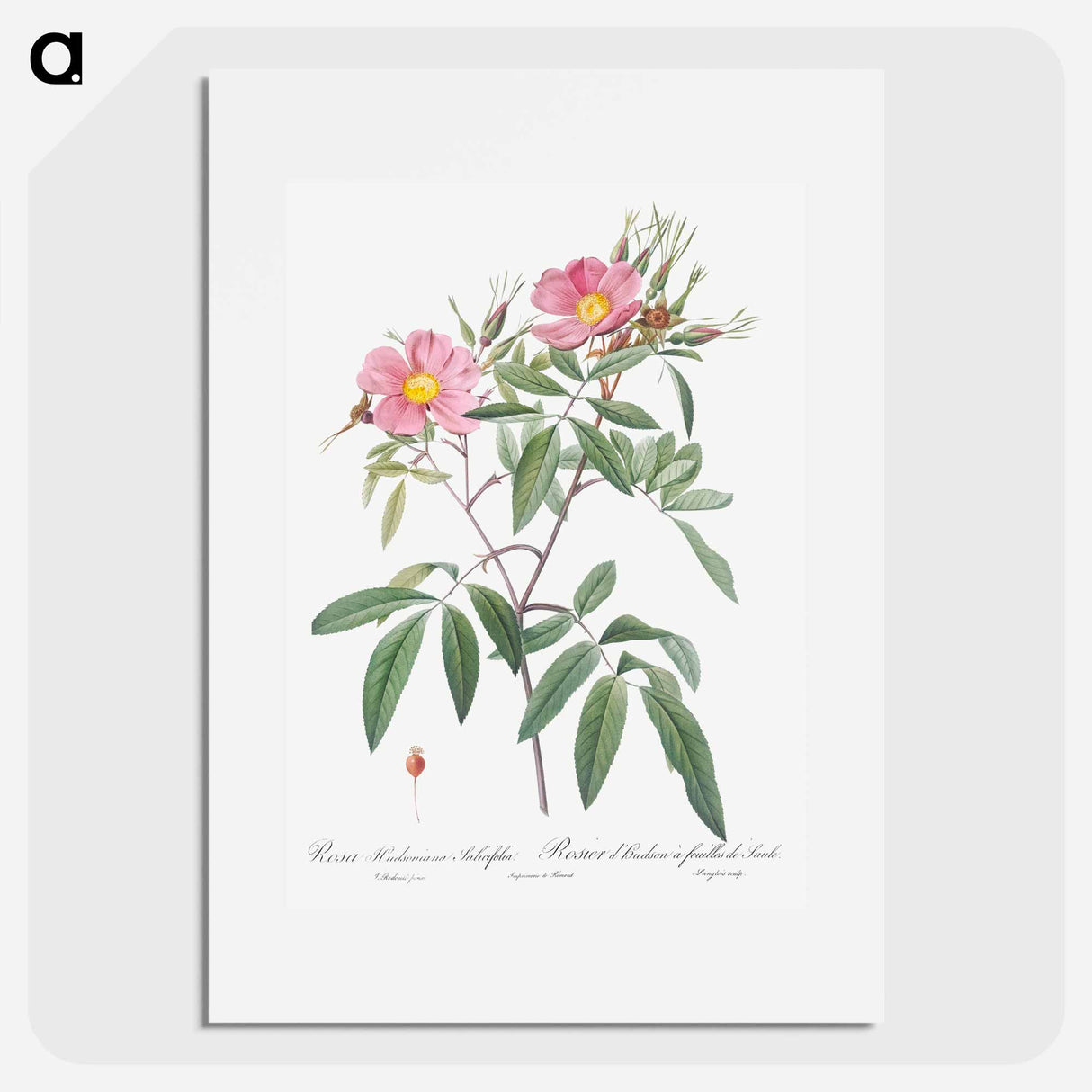 Swamp Rose - Pierre Joseph Redouté Poster.