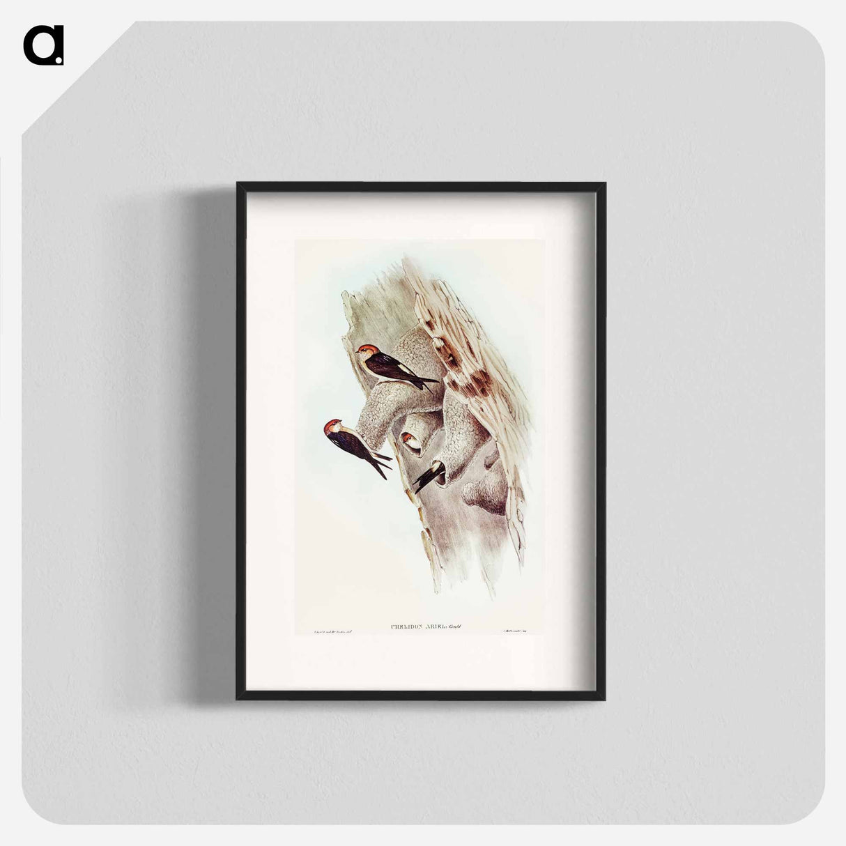 Fairy Martin
 - オーストラリアの鳥 Poster.