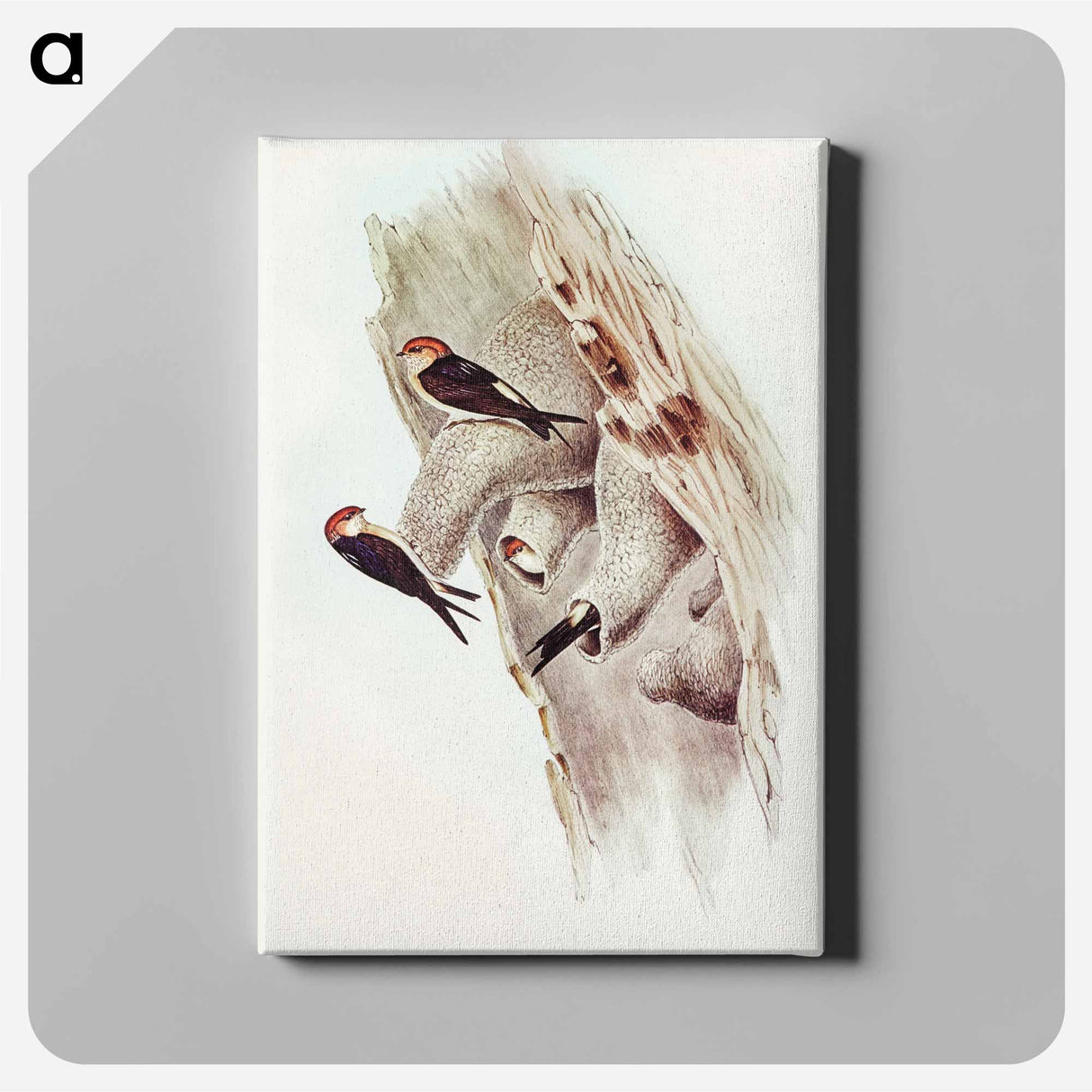 Fairy Martin
 - オーストラリアの鳥 Canvas.