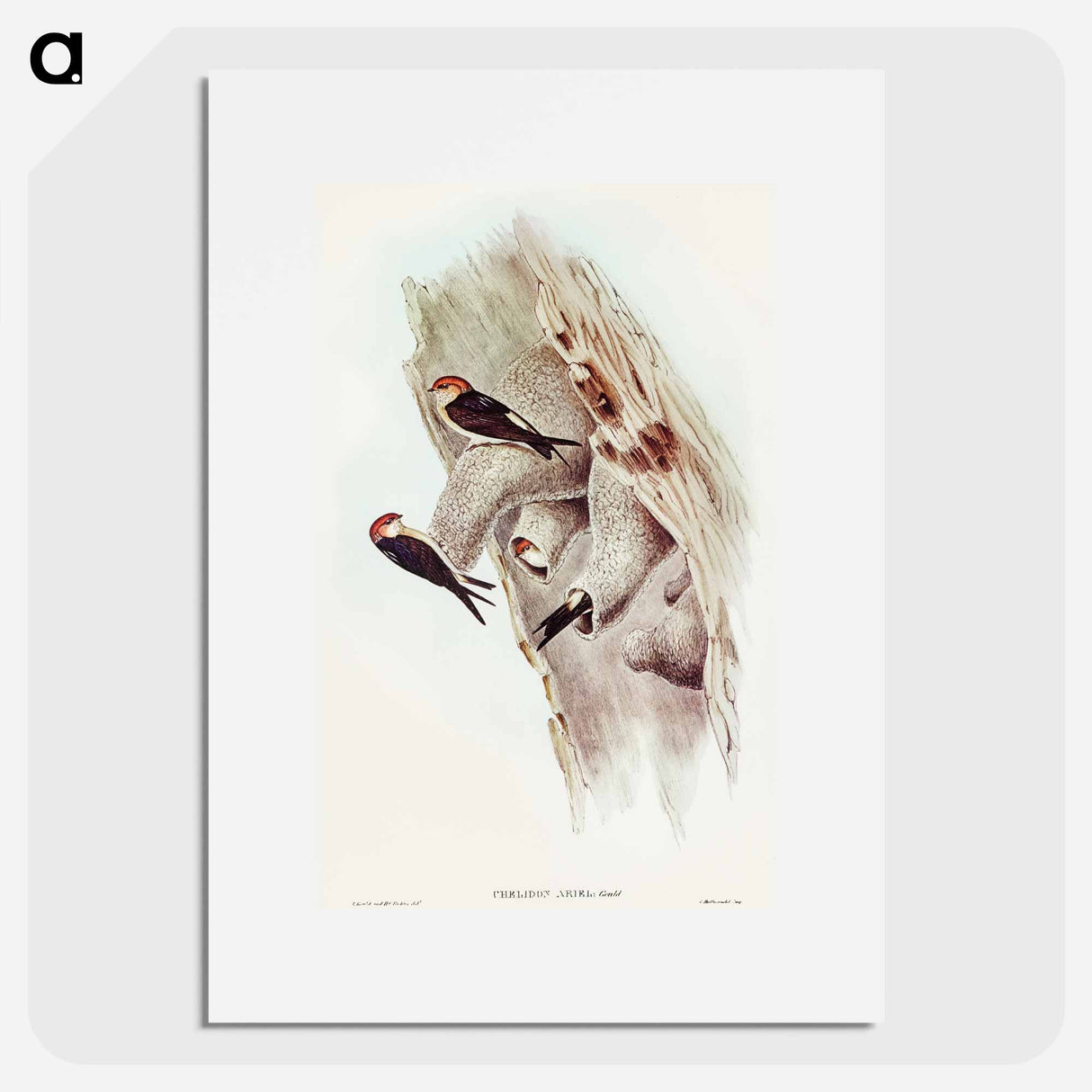 Fairy Martin
 - オーストラリアの鳥 Poster.