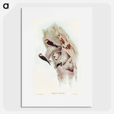 Fairy Martin
 - オーストラリアの鳥 Poster.