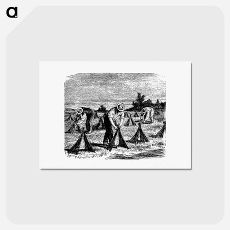 アートポストカード-Flax Rollover from Six Weeks Vacation
 - 大英図書館 Postcard.