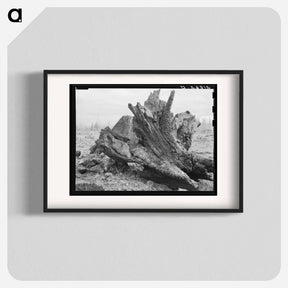 アートポスター-Cedar stump in field which family is clearing by means of FSA loan - ドロテア ラング Poster.