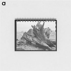 アートメモ帳-Cedar stump in field which family is clearing by means of FSA loan - ドロテア ラング Memo.