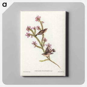 アートパネル-Western Gerygone
 - ジョン グールド Canvas.