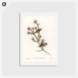 アートポストカード-Western Gerygone
 - ジョン グールド Postcard.