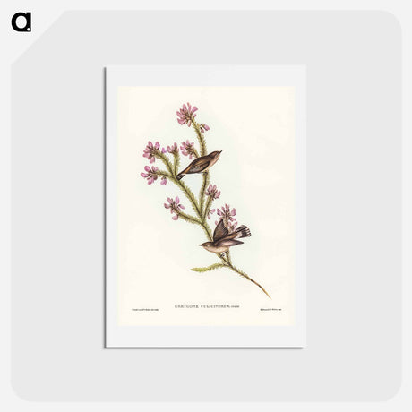 アートポストカード-Western Gerygone
 - ジョン グールド Postcard.