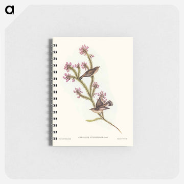 Western Gerygone
 - ジョン グールド Memo.