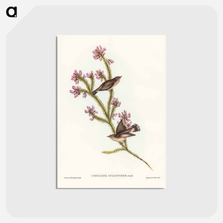 アートポストカード-Western Gerygone
 - ジョン グールド Postcard.