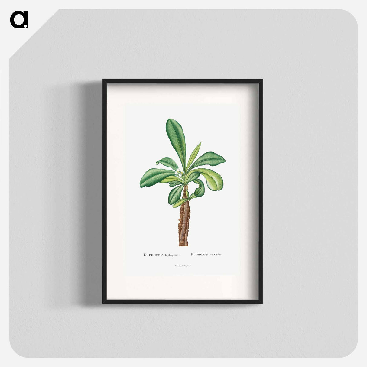 Euphorbia Lophogona - Pierre Joseph Redouté Poster.