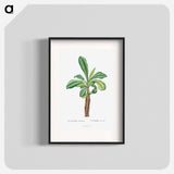 Euphorbia Lophogona - Pierre Joseph Redouté Poster.