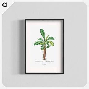 アートポスター-Euphorbia Lophogona - ピエール ジョゼフ ルドゥーテ Poster.