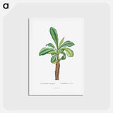 アートポストカード-Euphorbia Lophogona - ピエール ジョゼフ ルドゥーテ Postcard.