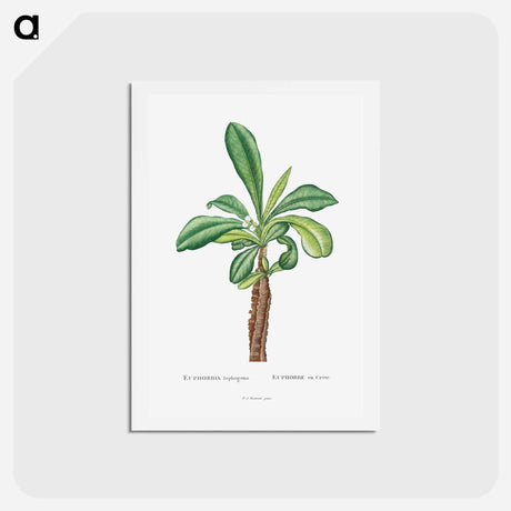 アートポストカード-Euphorbia Lophogona - ピエール ジョゼフ ルドゥーテ Postcard.