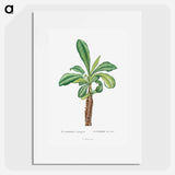 Euphorbia Lophogona - Pierre Joseph Redouté Poster.