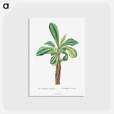 アートポストカード-Euphorbia Lophogona - ピエール ジョゼフ ルドゥーテ Postcard.