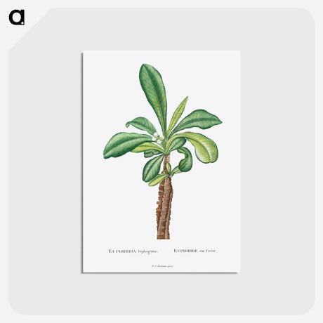 アートポストカード-Euphorbia Lophogona - ピエール ジョゼフ ルドゥーテ Postcard.