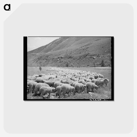 アートポストカード-Driving Fat Lambs to Cimarron
 - ラッセル リー Postcard.