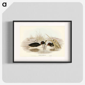 アートポスター-Black-throated Grebe
 - オーストラリアの鳥 Poster.