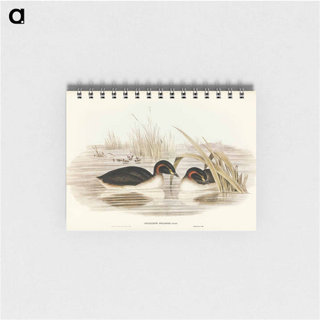 アートメモ帳-Black-throated Grebe
 - オーストラリアの鳥 Memo.