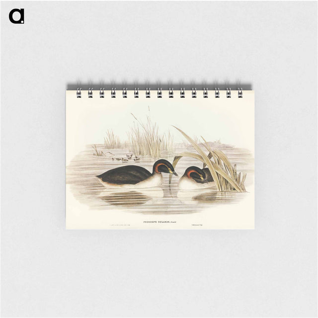 アートメモ帳-Black-throated Grebe
 - オーストラリアの鳥 Memo.
