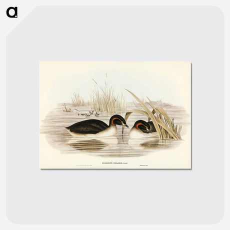 アートポストカード-Black-throated Grebe
 - オーストラリアの鳥 Postcard.