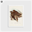 アートポストカード-Spotted Goat-sucker
 - ジョン グールド Postcard.