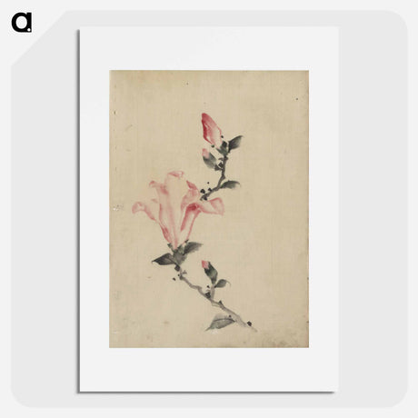 アートポスター-Large Pink Blossom on a Stem with Three Additional Buds - 葛飾 北斎 Poster.