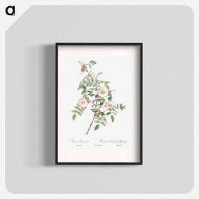 アートポスター-Rosa reductea glauca - ピエール ジョゼフ ルドゥーテ Poster.