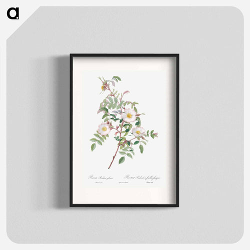 Rosa reductea glauca - ピエール ジョゼフ ルドゥーテ Poster.