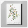 アートパネル-Rosa reductea glauca - ピエール ジョゼフ ルドゥーテ Canvas.