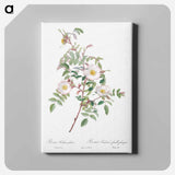 アートパネル-Rosa reductea glauca - ピエール ジョゼフ ルドゥーテ Canvas.